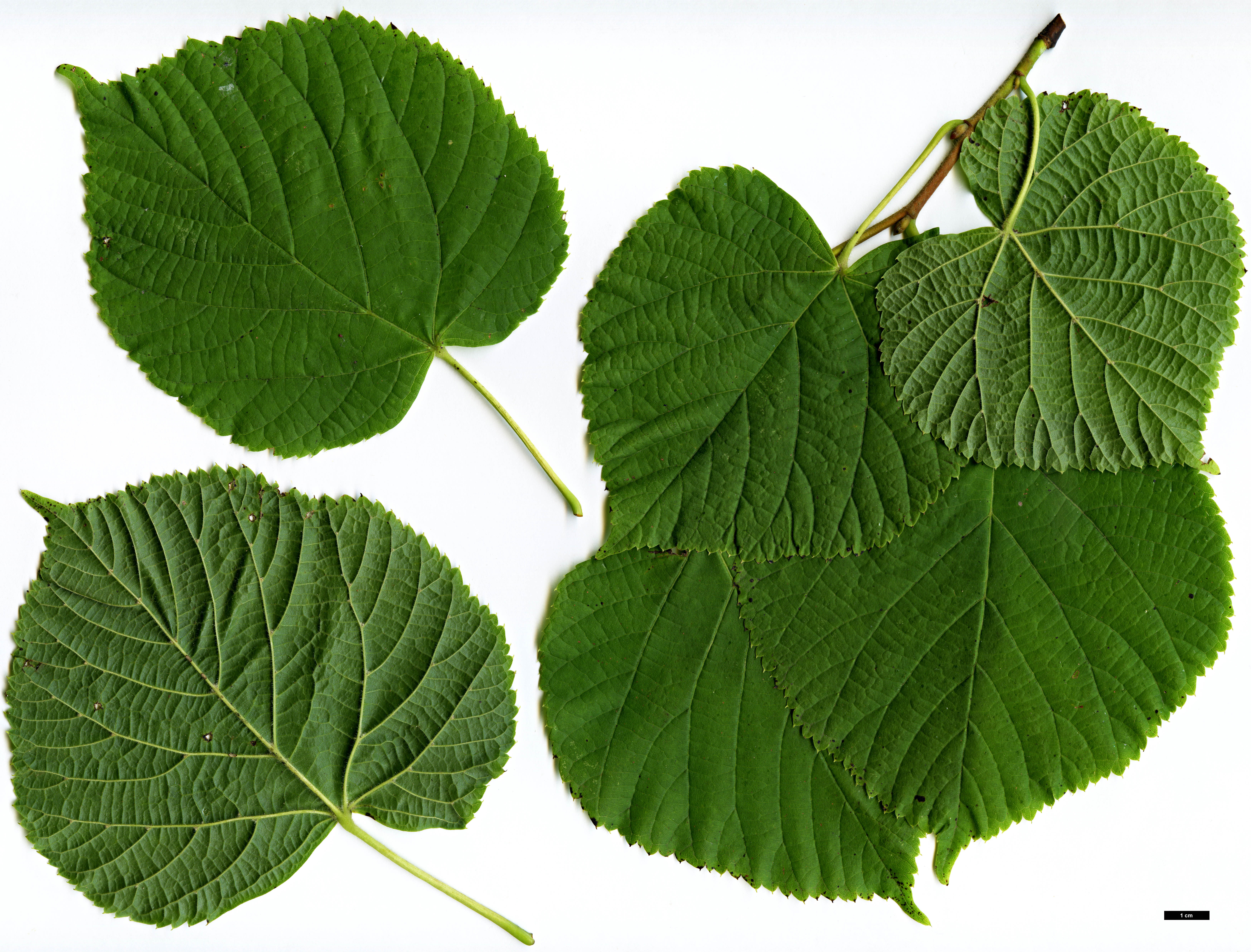 High resolution image: Family: Malvaceae - Genus: Tilia - Taxon: platyphyllos - SpeciesSub: subsp. cordifolia